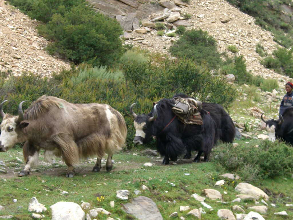 Yack Nepal