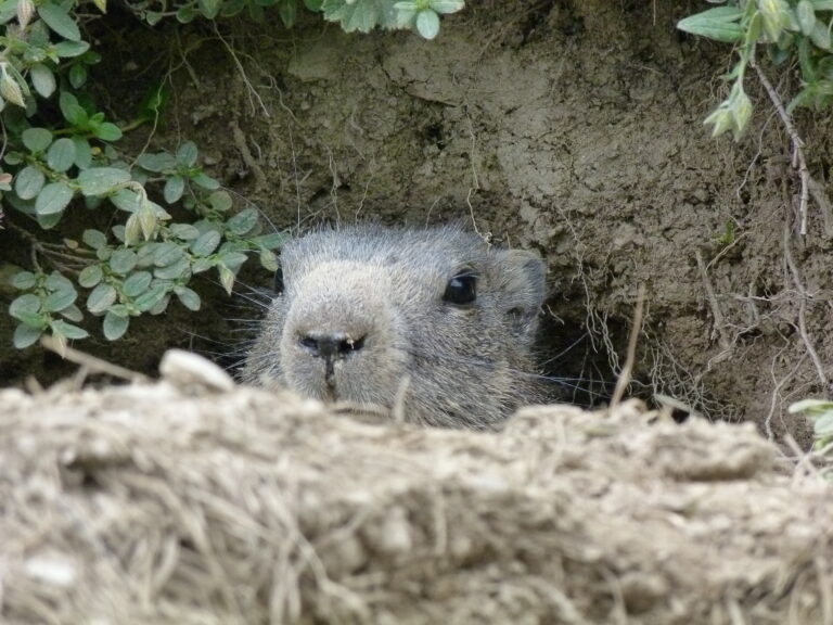 marmotte hautes alpes