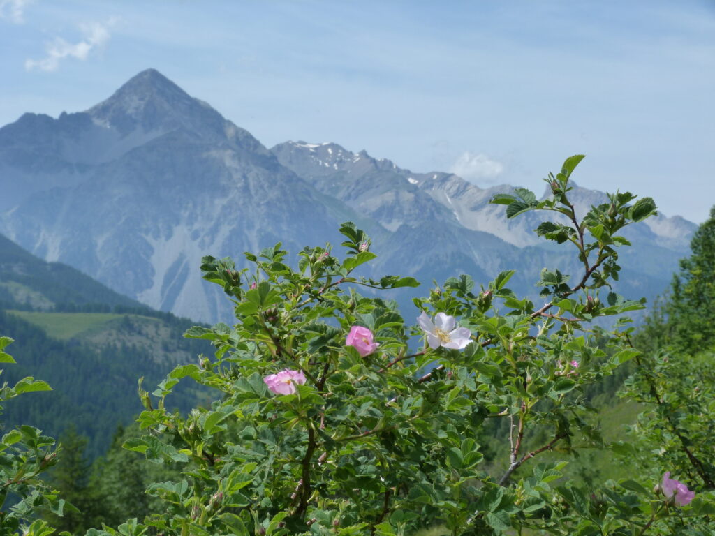 guide rando briançon