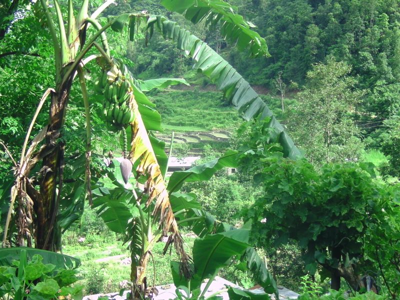 Bodnath