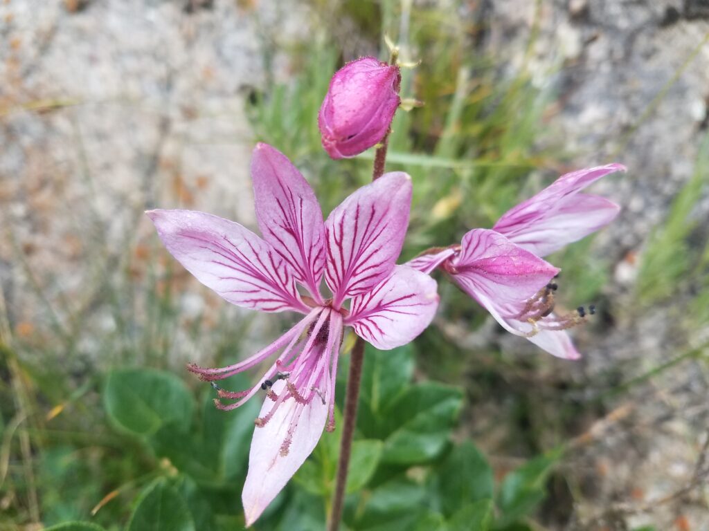flore alpine