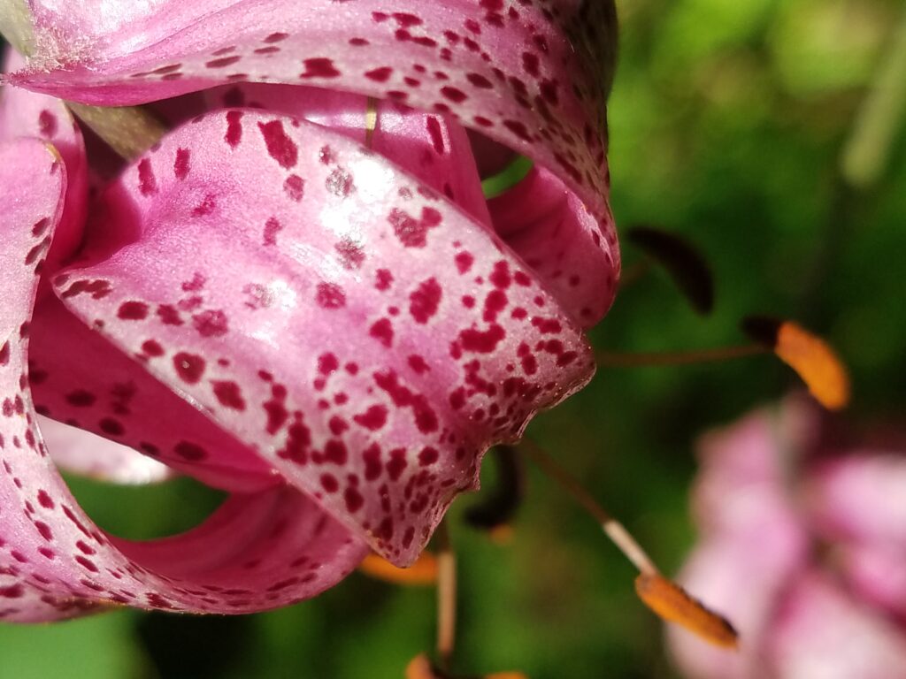 fleurs des alpes