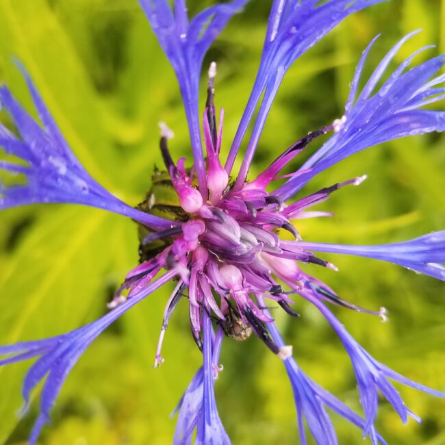 fleur des Alpes