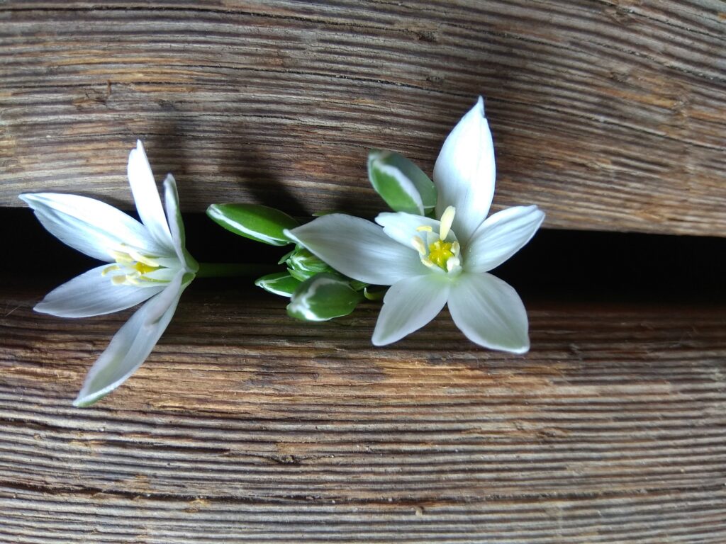 Edelweiss