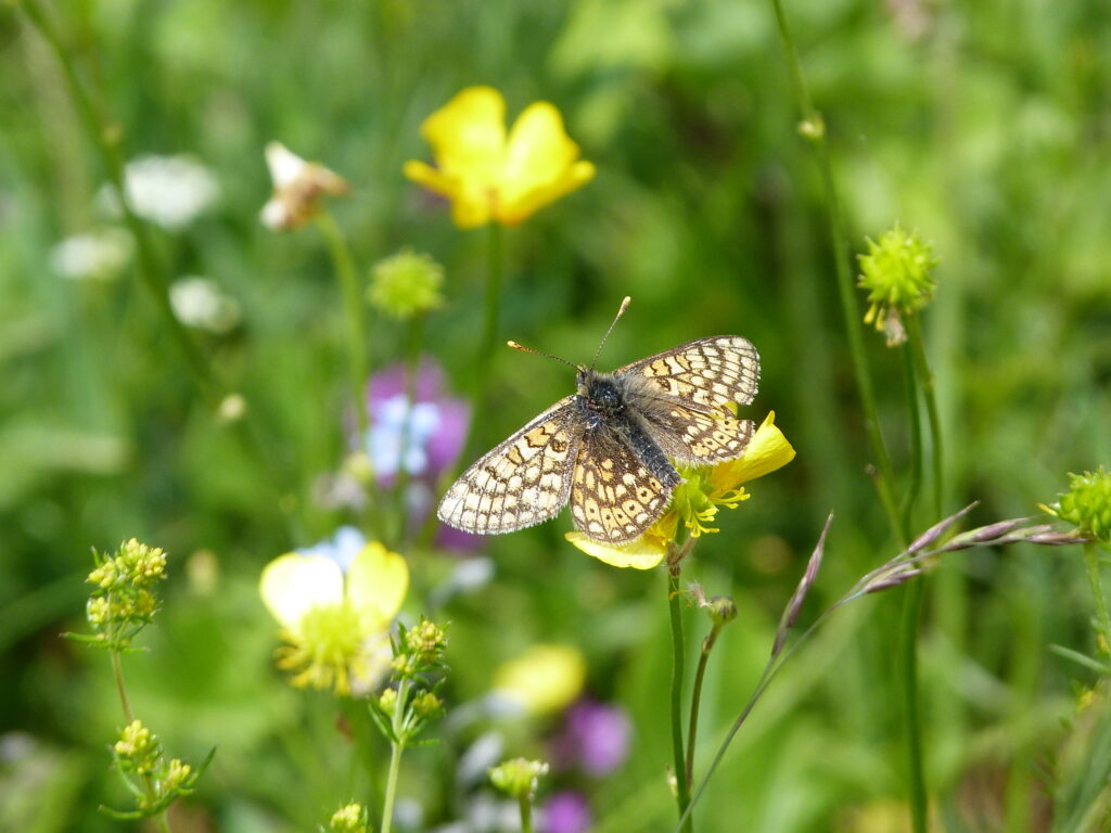 faune alpes