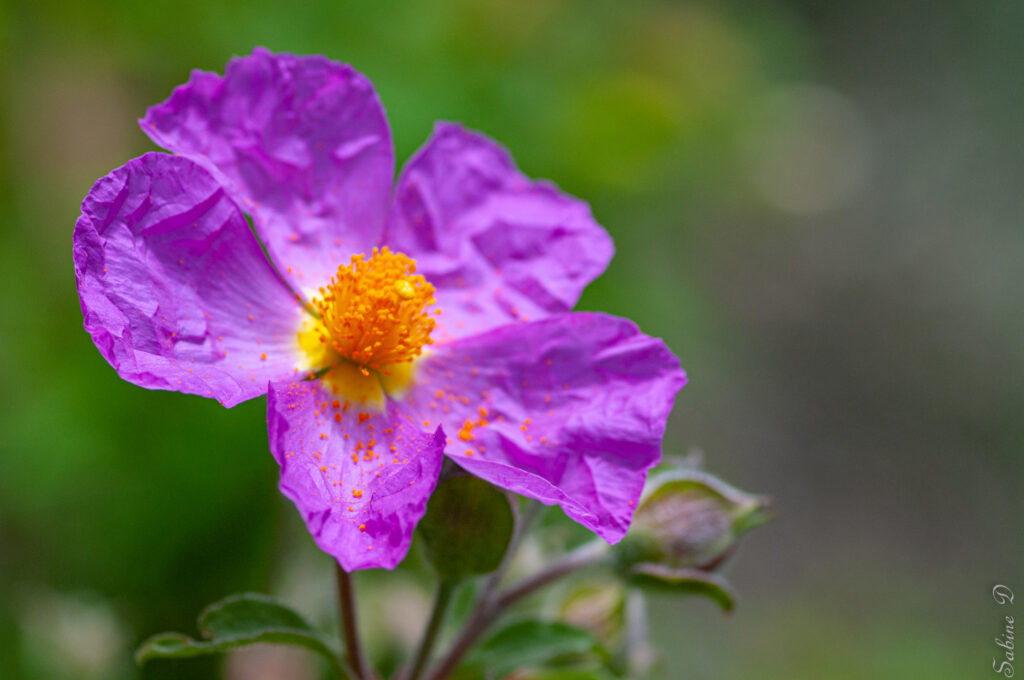 flore des iles eoliennes