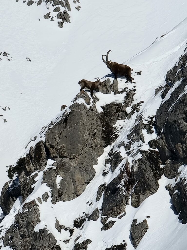 Bouquetin dans les Alpes