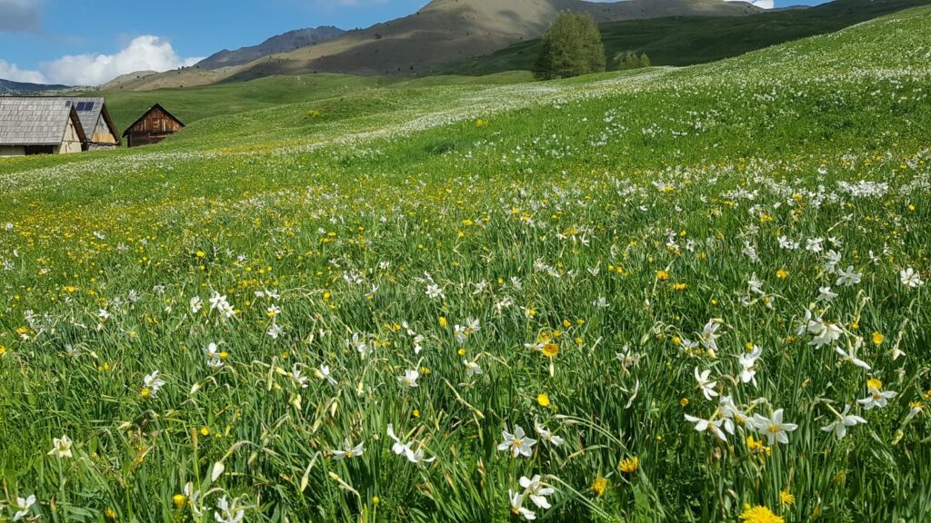 chalets et prairie