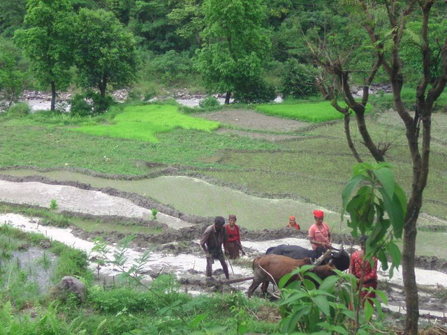 Paysans dans rizière au Nar Phu